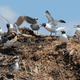 Laughing gulls at a municipal landfill in Texas.